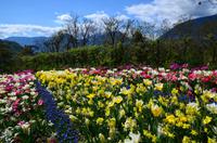 066 Meran, Garten und Schloss Trautmannsdorf