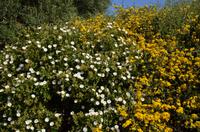 136 Korsika, Maggia am Pointe de la Parata