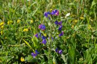 138 Korsika, Maggia am Pointe de la Parata