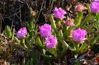 139 Korsika, Maggia am Pointe de la Parata