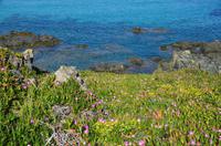 142 Korsika, Maggia am Pointe de la Parata