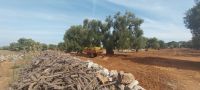  Masseria die Olivenernte Apulien @Anette Rietz