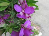 Stadt der Trullis – Alberobello