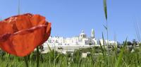 Blick zur runden Stadt Locorotondo