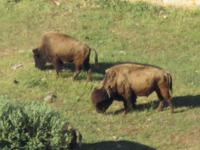 Büffel im Safaripark von Fasano