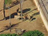 Gnus im Safaripark von Fasano