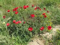 Mohnblumen in Ótranto