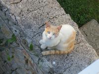 Hauskatze des Hotels