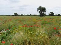 Mohnfeld auf dem Weg nach Cisternino