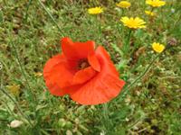 Mohnfeld auf dem Weg nach Cisternino