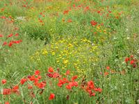 Mohnfeld auf dem Weg nach Cisternino