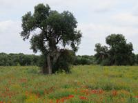 Mohnfeld auf dem Weg nach Cisternino