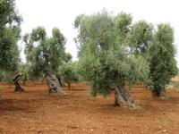 Alte Olivenbäume auf dem Weg nach Cisternino