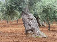 Alte Olivenbäume auf dem Weg nach Cisternino
