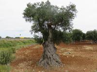 Alte Olivenbäume auf dem Weg nach Cisternino