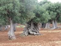 Alte Olivenbäume auf dem Weg nach Cisternino