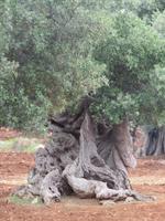 Alte Olivenbäume auf dem Weg nach Cisternino
