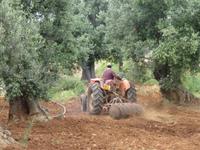 Ölbaumplantage auf dem Weg nach Cisternino