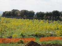 Wilder Fenchel bei Altamura