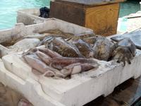 Trani-Hafenpromenade