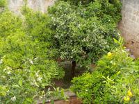 Zitrusfrüchte im Garten der Masseria