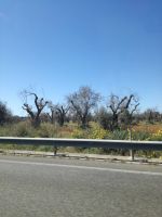 auf der Fahrt nach Lecce - kranke Olivenbäume
