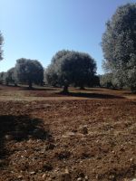 Masseria Priote