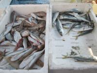 frischer Fang im Hafen von Trani