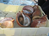 frischer fang im Hafen von Trani