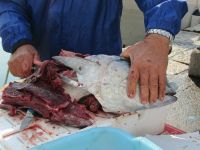 sofort an Land erfolgt die Verarbeitung des Frischfisch