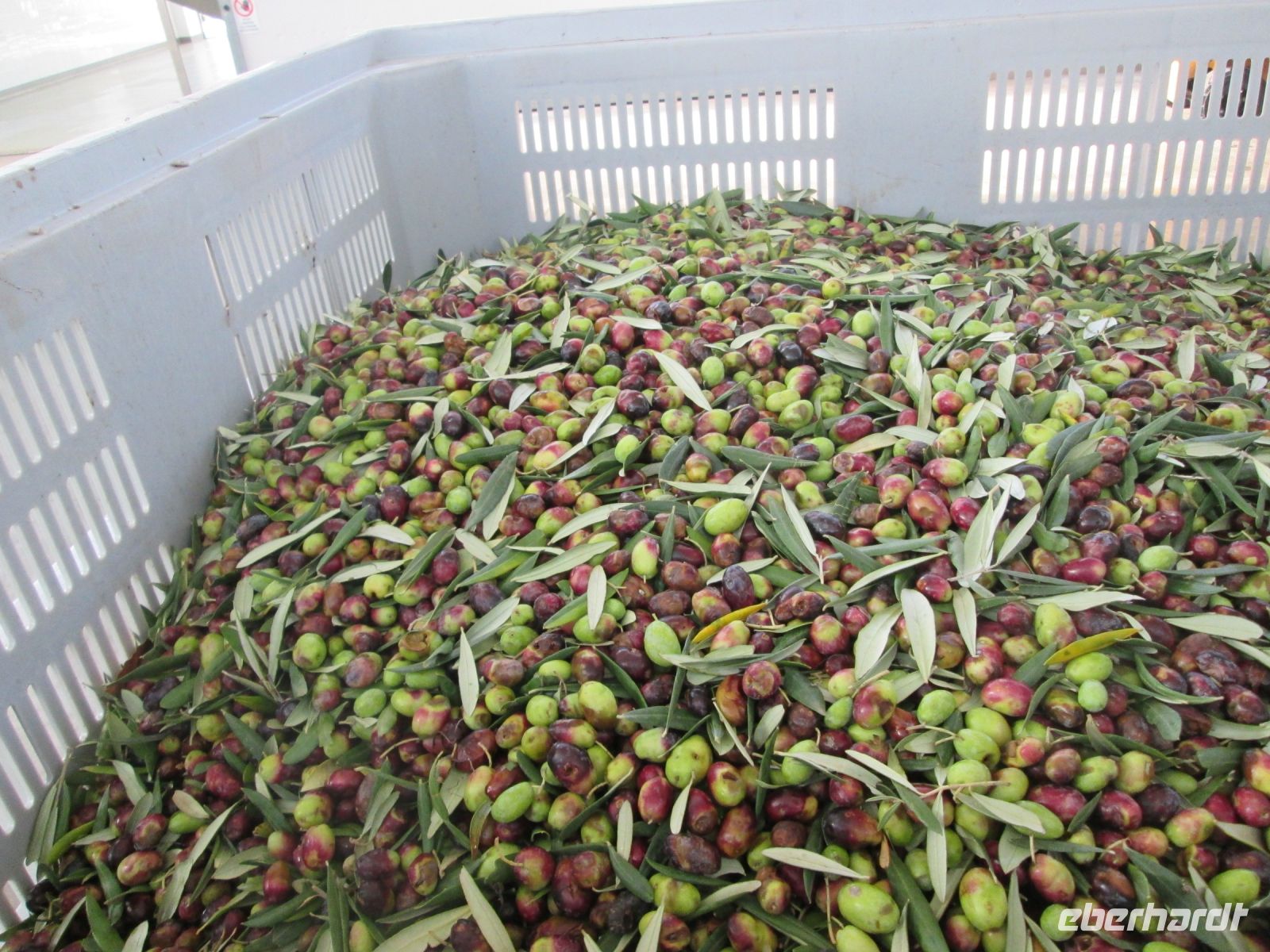 Ölmühle: Oliven nach der Ernte und vor der Pressung