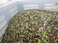 Ölmühle: Oliven nach der Ernte und vor der Pressung