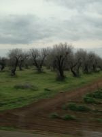 kranke Olivenbäume südlich von Lecce 