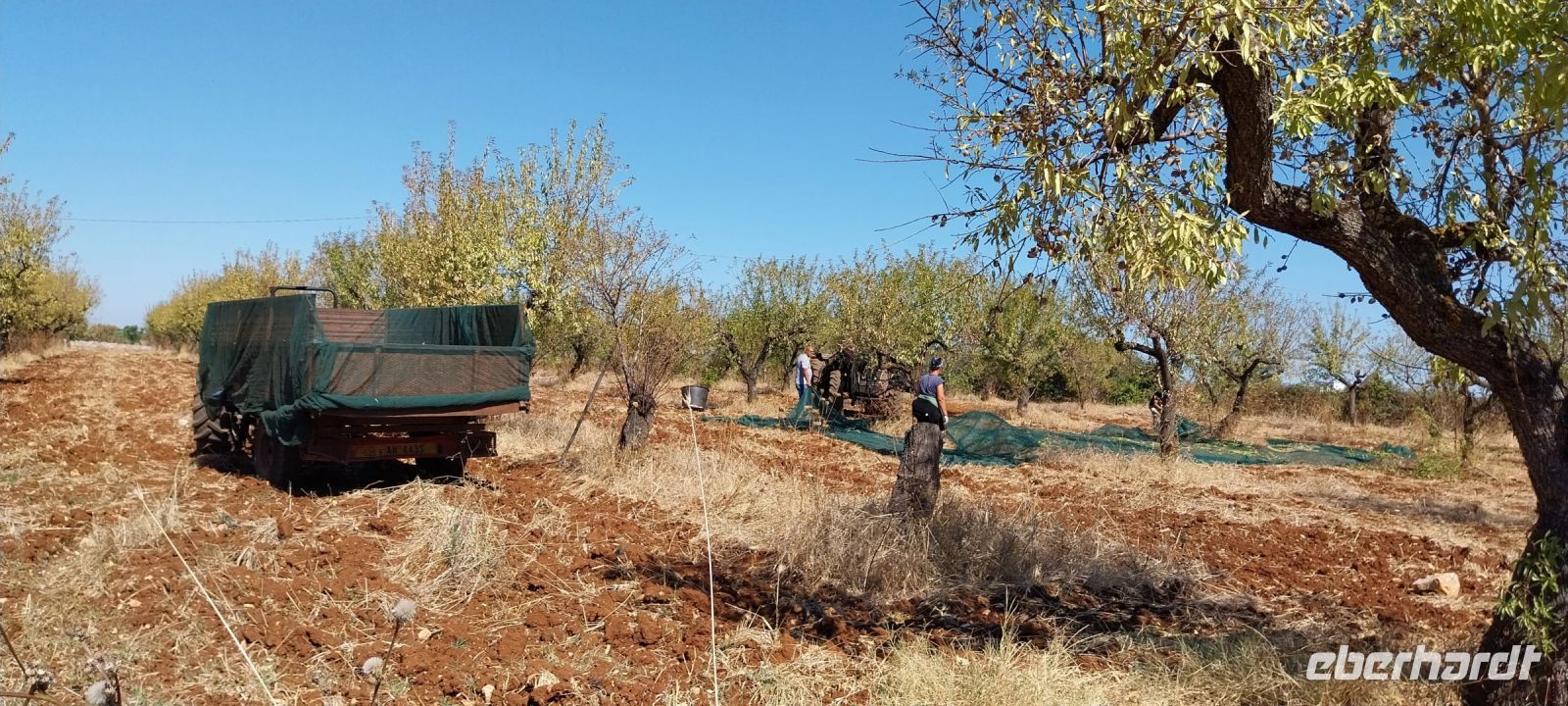 Apulien Oliven Landschaft Bauer Ernte @Anette Rietz