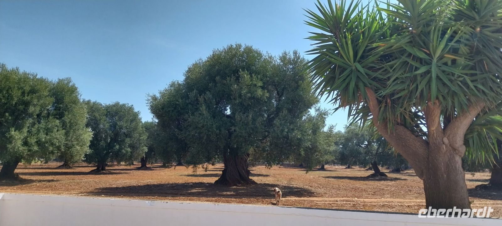 Alte Olivenbäume Apulien Landschaft @Anette Rietz September
