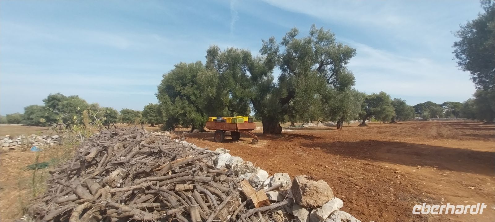  Masseria die Olivenernte Apulien @Anette Rietz