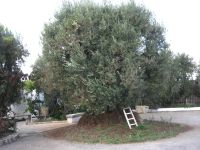 Olivenernte in der Ölmühle