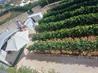 Wein mitten in der Stadt