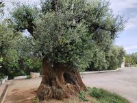 1000 Jahre alter Olivenbaum  &ndash; &copy; Monika Cortese (Eberhardt TRAVEL)