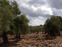 unterwegs sahen wir unzählige Olivenbäume
