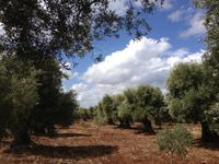 unterwegs sahen wir unzählige Olivenbäume