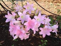 und die Blumen, die hier wachsen