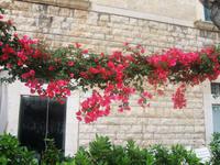 14.05.15: Pflege des öffentlichen Raumes in Trani