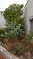 Im Innenhof der Masseria