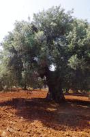Masseria