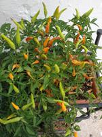 lecker Paprika...