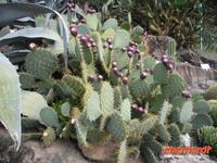 Botanischer Garten Meran