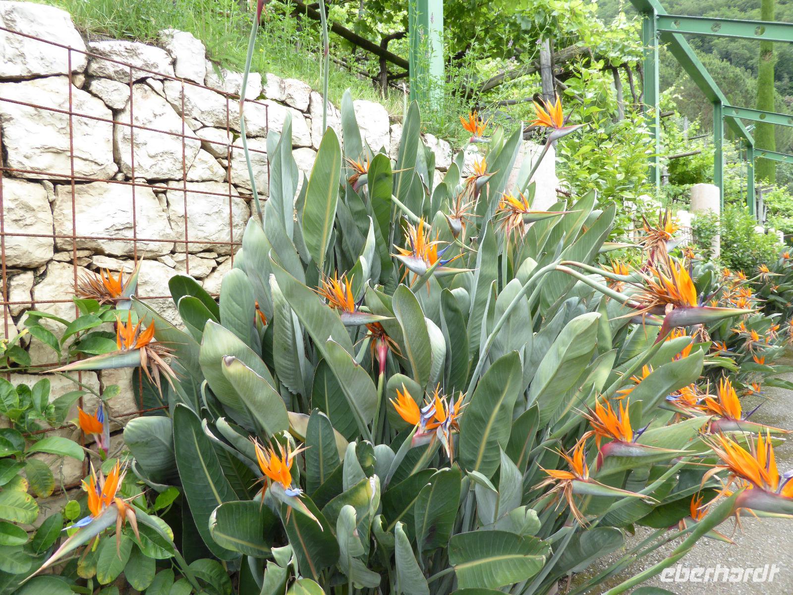 05.06.2017 Schloss Trauttmansdorff Meran