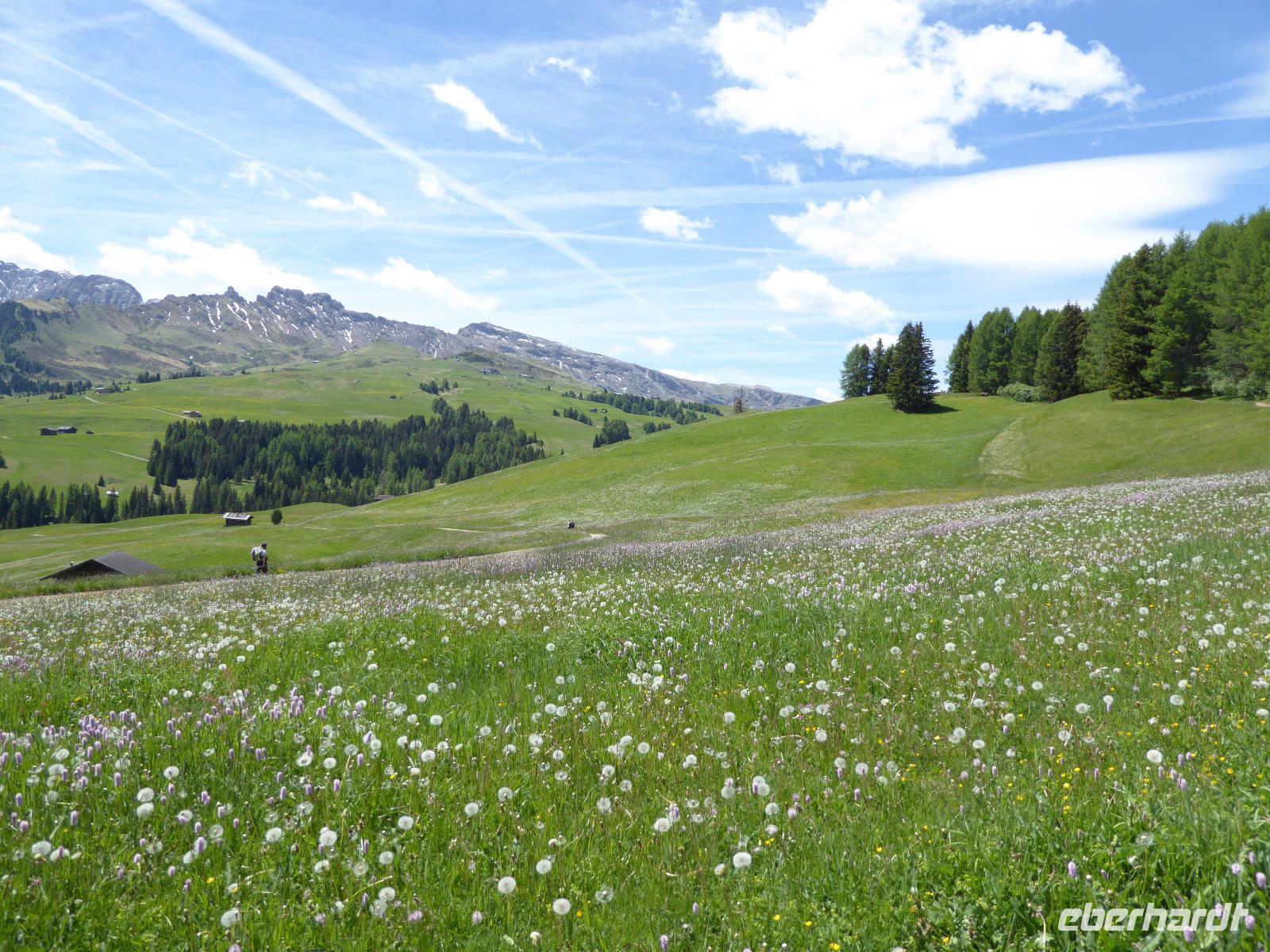 10.06.2017 Blühende Wiesen auf der Seiser Alm