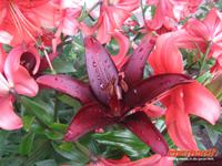 Wandertag ...in den Regen gefallen